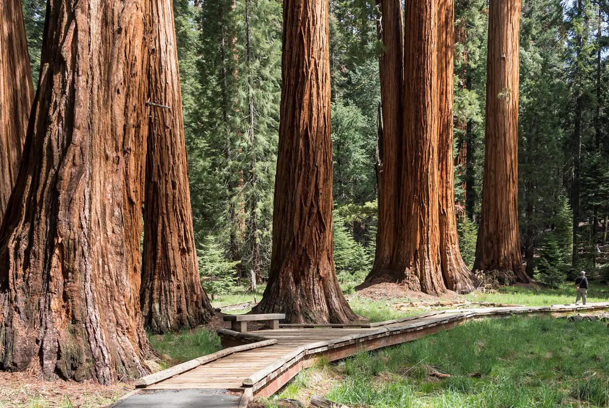 2019红杉树国家公园-旅游攻略-门票-地址-问答-游记点评，洪堡旅游旅游景点推荐-去哪儿攻略